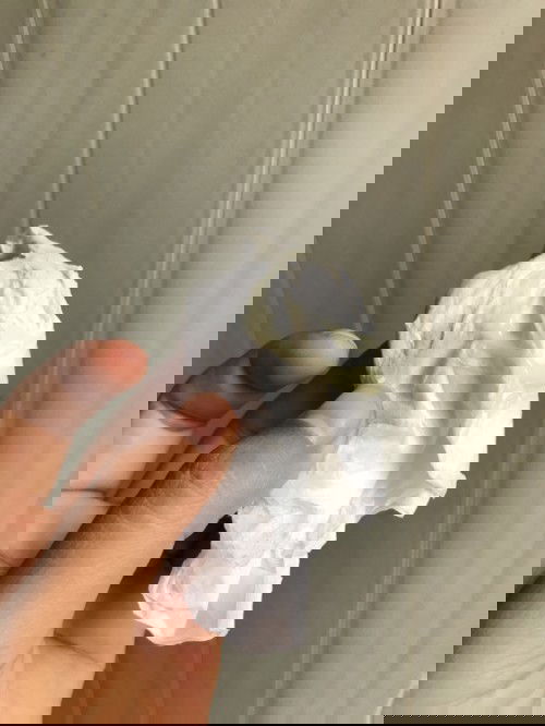 แบบนี้คืออะไรหรอคะ