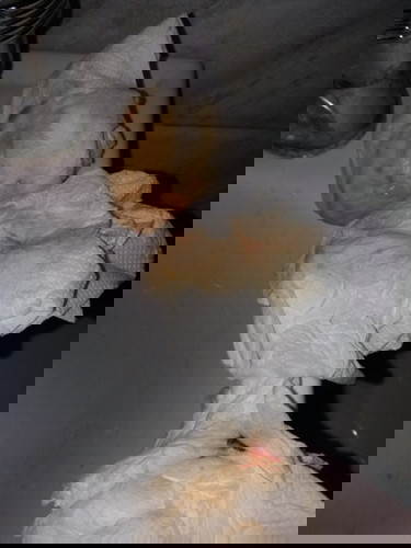 Mucous plug at 39weeks