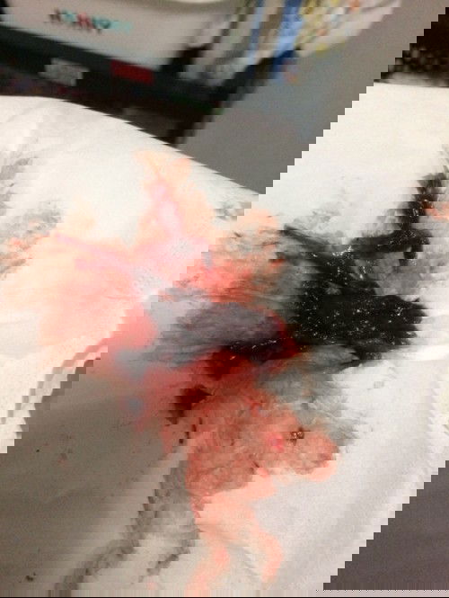 ประจำเดือนเดือนแรกหลังคลอด