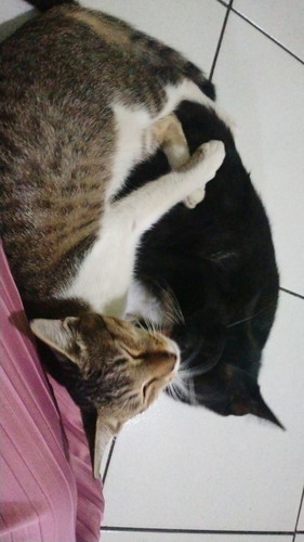 Penyakit toksoplasma