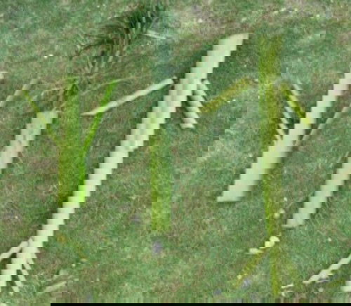 Mengambil Pelepah Pisang Berujung Celaka