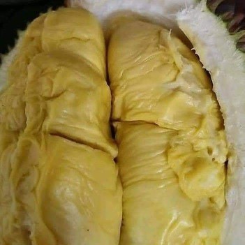 Yg lebih menunjang perkembangan anak