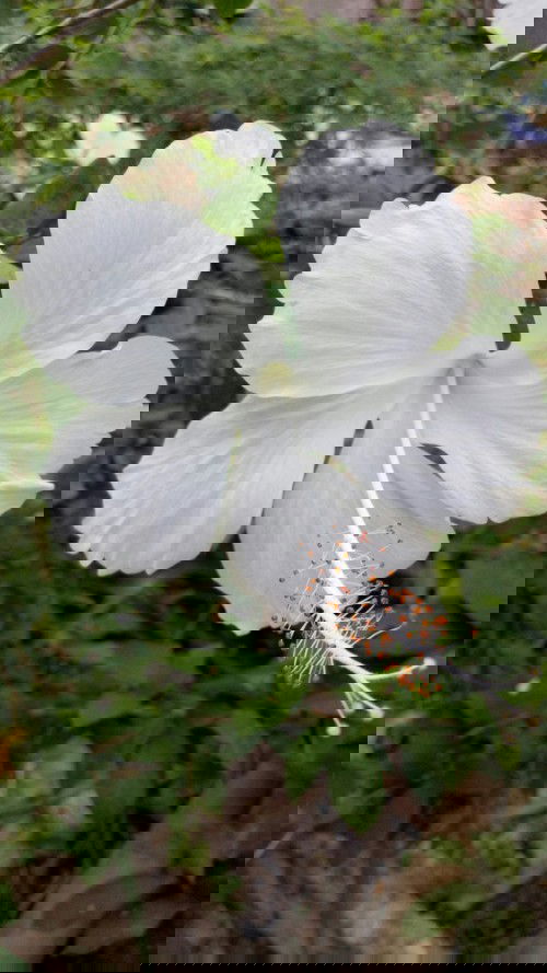 Pengalaman Bumil Baru