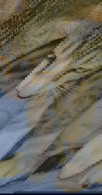 Sebenarnya pas hamil mainan kucing tu gimna bun?? Sekedar elus-eluas ajja bun, bantu jwb bun😇