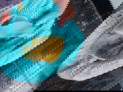 Bayi MPASI (⛔PUP BAYI)