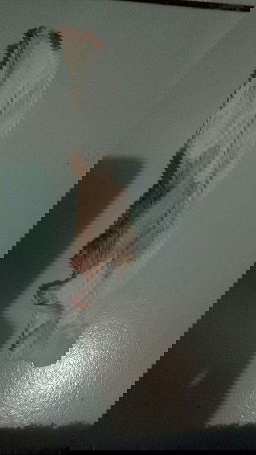 Pendarahan seperti haid di kehamilan 7 minggu.