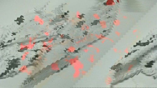 คนท้องเลือดกำเดาไหลผิดปกติไหมค่ะ?