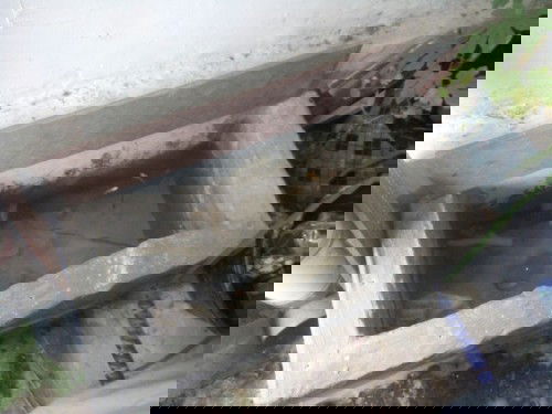 Kerjaanya ank perempuan