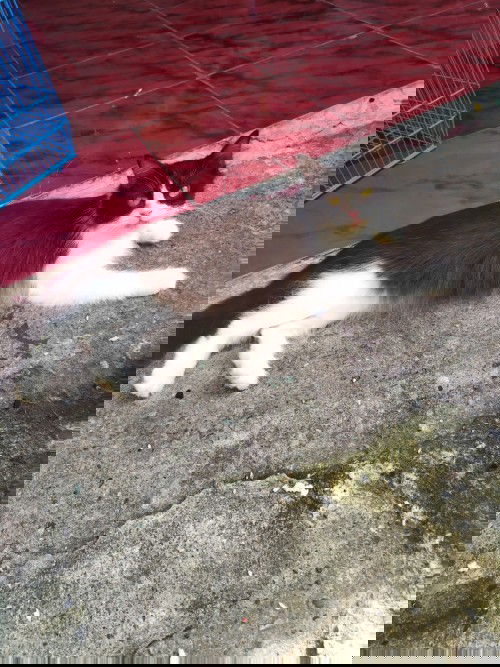 bun mu tnya nih.,apa benar miara kucing saat lg hmil itu bahaya,.soalnya gk tega klo kucing ku buang