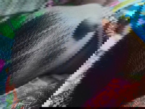 Di cukur lagi enggak ya bund