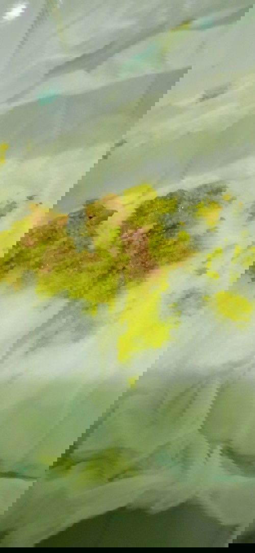 Pup bayi spt berdarah