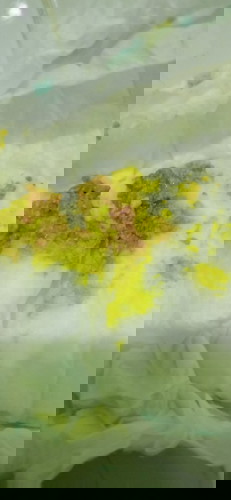 Pup bayi spt berdarah