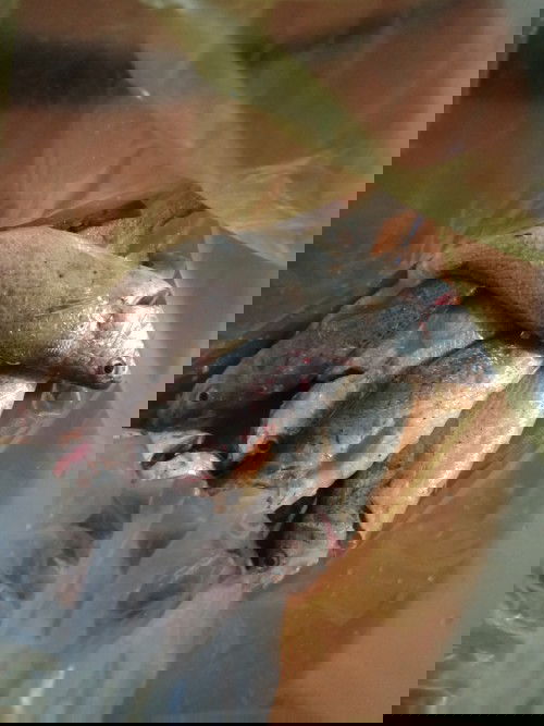 Em xin chút lời khuyên của những mẹ bỉm sữa thông thái