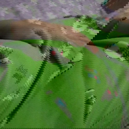 Hamil tanpa mual mual