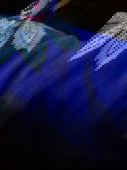 Kehamilanku berusia 13 minggu 3 hari