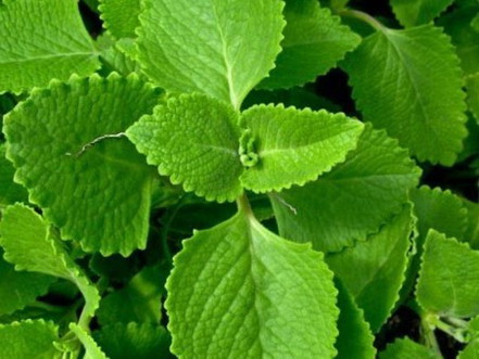 Origano leaves