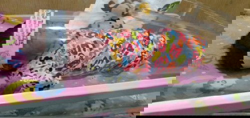 Sungsang lahir normal