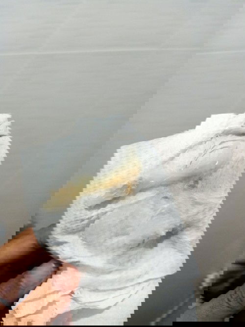 ตั้งครรภ์ 35w3d มีมูกตามภาพออกมา มีแม่บ้านไหนคลอดตอนช่วงอายุครรภ์เท้านี้ไหมคะ กังวลมากเลยคะ