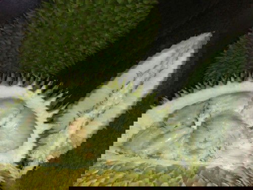 Bolehkah bumil makan durian?