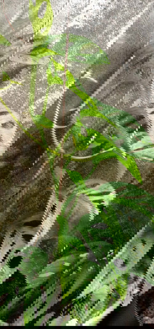 Telat haid tapi negatif