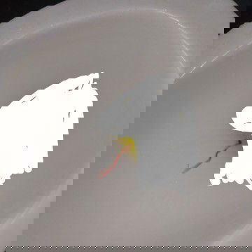 BLOODY SHOW AT 37 WEEKS AND 2DAYS?