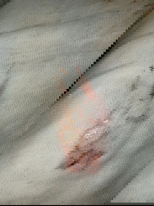 Bloody Jelly Light brown with Red