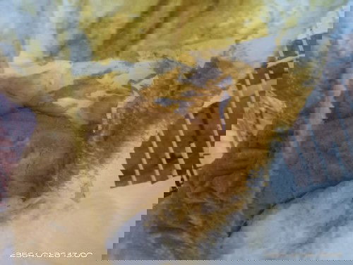 เด็กทานนมผงถ่ายแบบนี้ปกติไหมคะ