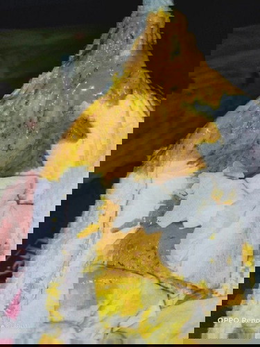 กล้วยเป็นเหตุ