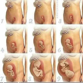 Pregnancy Stages