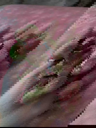 สอบถามแม่ๆหน่อยค่ะ ท้อง 2 เดือน กินมะขามเทศได้ป่าวค่ะ