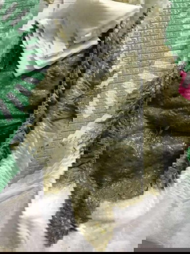 ขอสอบถามแม่ๆหน่อยค่ะ อุจจาระสีเขียวเข้มแบบนี้ปรกติไหม น้องกินนมผงค่ะ อายุ4ด.14ว.