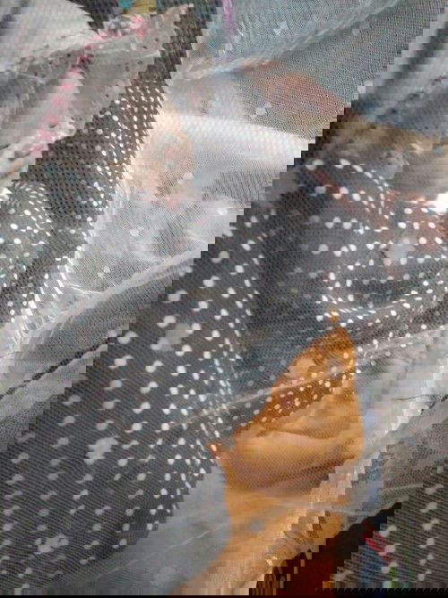 Alhamdulillah sudah lahir