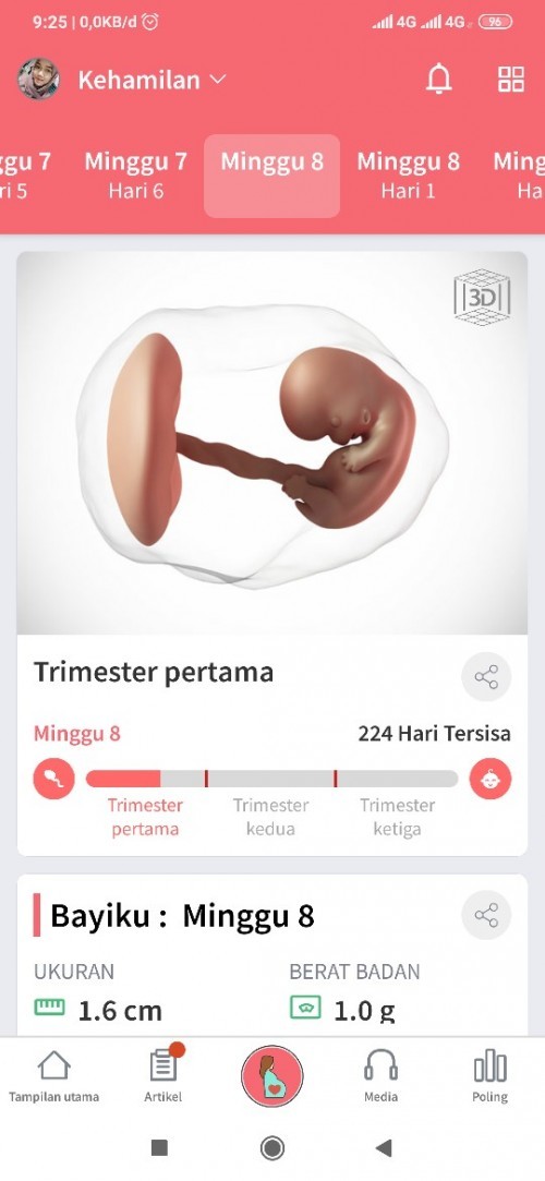 bentuk perut bunda