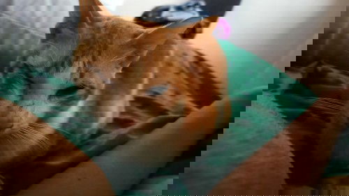 Do you think pets can sense you have a growing baby inside?