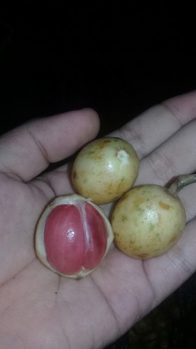 Buah untuk ibu hamil