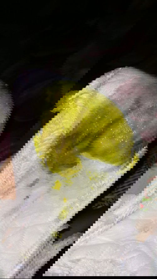 Pup bayi 5 bulan warna hijau berlendir