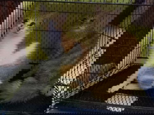 Pelihara kucing di waktu hamil muda boleh ga ya ?