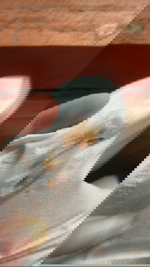 keluar lendir saat pipis