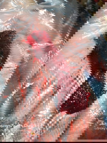 Warning: gross graphic
5weeks miscarriage... Is this the placenta?