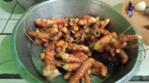 Yogurt plain mpasi