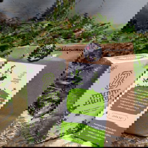 ASI Booster Momuung meningkatkan KUALITAS ASI