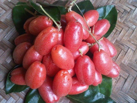 คนท้องกินลูกมะหลอดได้มั้ยค่ะ คือเห็นแล้วอยากกินมากแต่กลัวว่าคนท้องกินไม่ได้