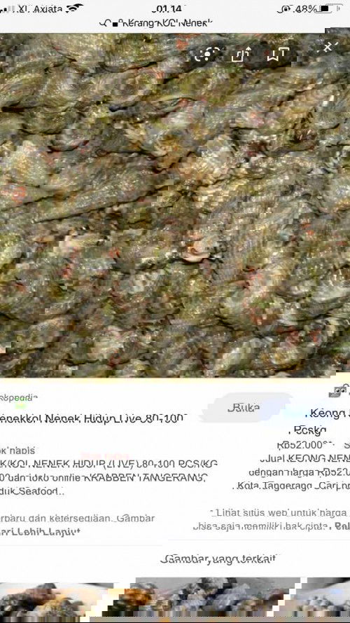 Keong sedot / keong nenek