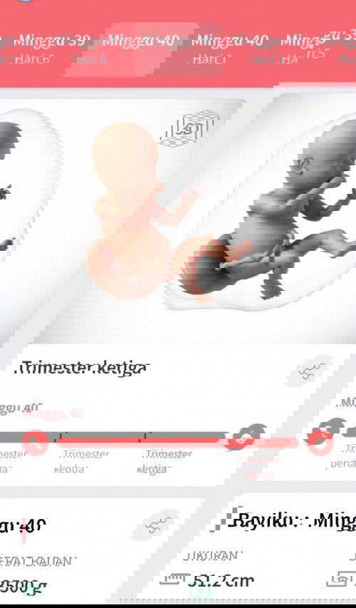 40 week belum dapat gelombang cinta