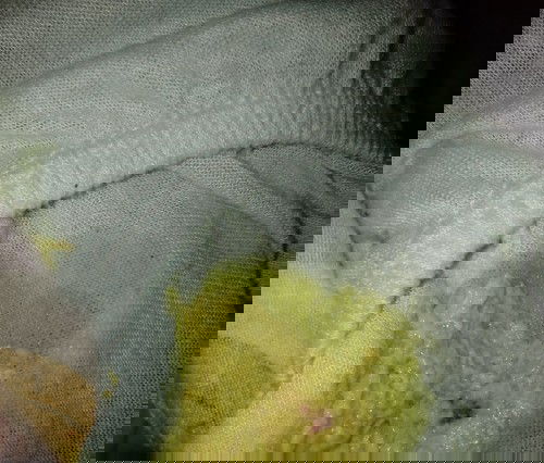 Maaf fotonya, kalo yg jijik an jangan buka.