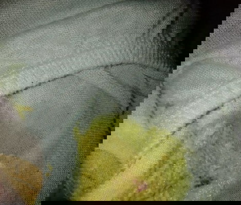 Maaf fotonya, kalo yg jijik an jangan buka.