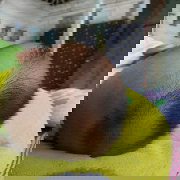 Rambut Bayi Tumbuh Nya Tidak Rata