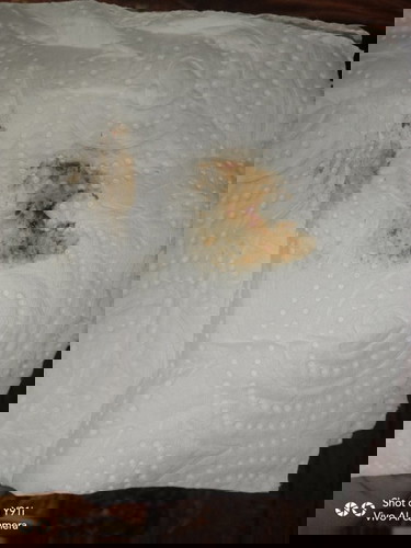 มีเลือดสีน้ำตาล