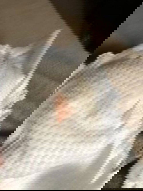 Urate Crystals or Brick Dust