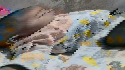 Seperti apa kepala peyang